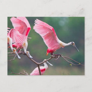 Cartão Postal Colhereiros Rosados (Ajaia Ajaja) Pousando