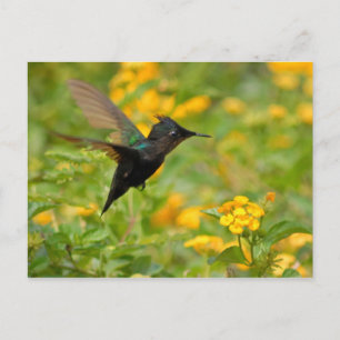 Cartão Postal Colibri