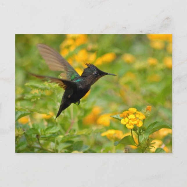 Cartão Postal Colibri (Frente)