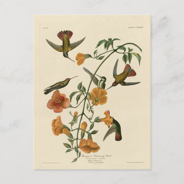Cartão Postal Colibri dos manguezais (Frente)