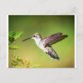 Cartão Postal Colibri em vôo