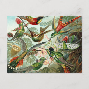 Cartão Postal Colibri - Ernst Haeckel