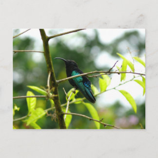Cartão Postal Colibri (Hummingbird) - Martinica, FWI