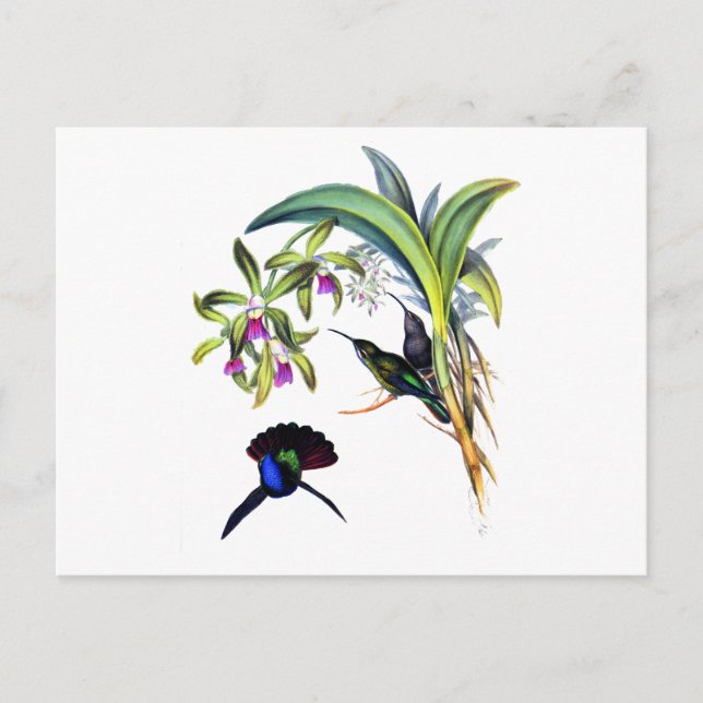 Cartão Postal Colibris bonitos e orquídeas roxas (Frente)
