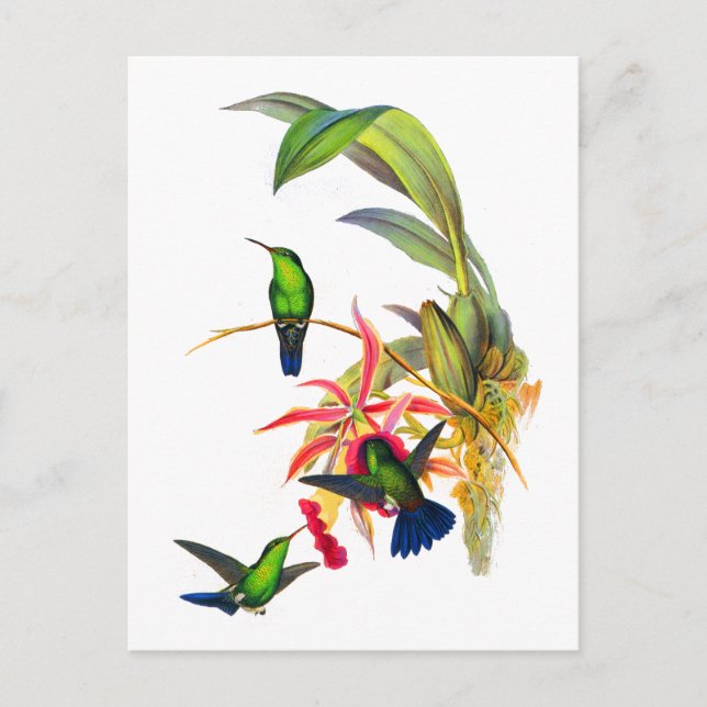 Cartão Postal Colibris de John Gould com orquídeas cor-de-rosa (Frente)