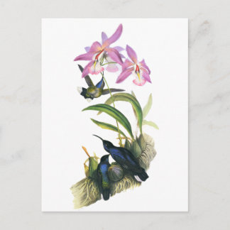 Cartão Postal Colibris e orquídeas cor-de-rosa