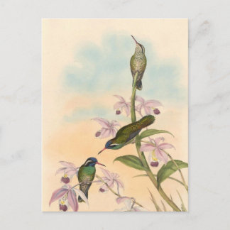 Cartão Postal Colibris e orquídeas de Gould