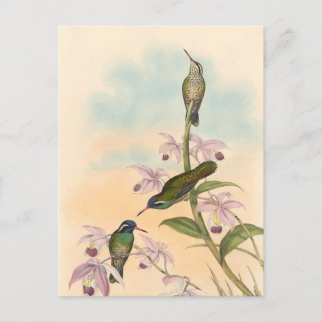 Cartão Postal Colibris e orquídeas de Gould (Frente)