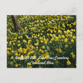 Cartão Postal Colina Daffodil - Flores Amarelas e Brancas Sunlit