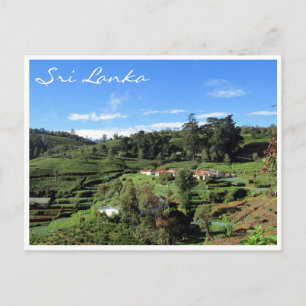 Cartão Postal colinas de chá