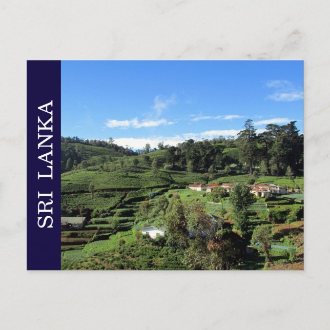 Cartão Postal colinas de chá sri lanka (Frente)