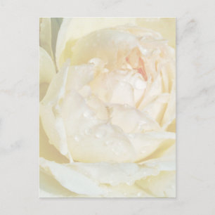 Cartão Postal Colírio em Champanhe Blush White Rose floral Po