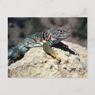 Cartão Postal Collared Lizard