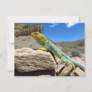 Cartão Postal Collared Lizard perto dos Primaveras Thompson