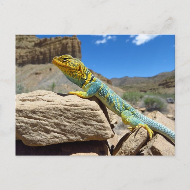 Cartão Postal Collared Lizard perto dos Primaveras Thompson (Frente)