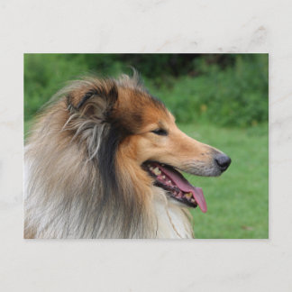 Cartão Postal Collie