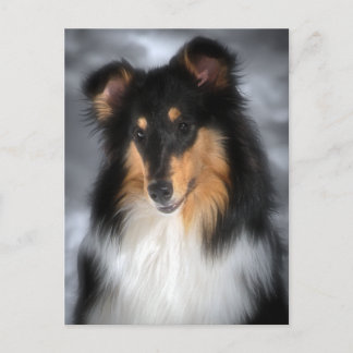 Cartão Postal Collie