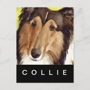 Cartão Postal Collie
