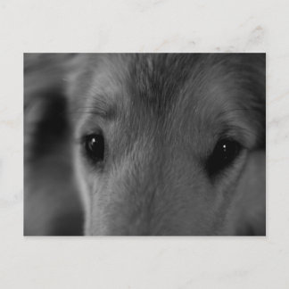 Cartão Postal Collie
