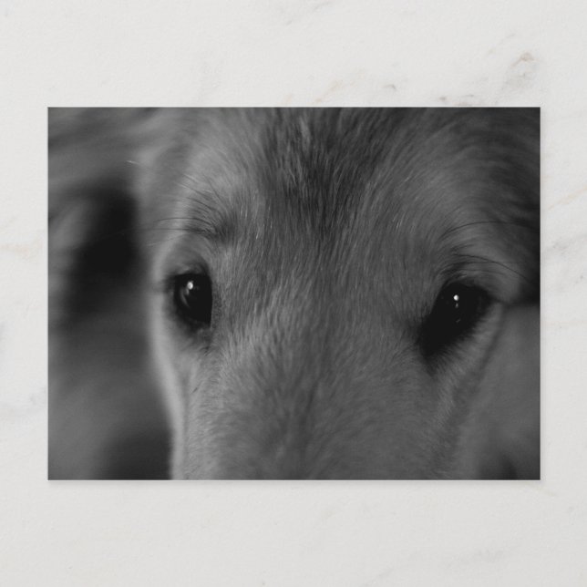 Cartão Postal Collie (Frente)