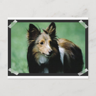 Cartão Postal collie-16