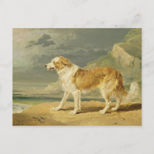 Cartão Postal Collie, 1809 (óleo no conselho)