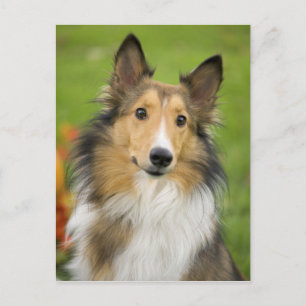 Cartão Postal Collie áspero, cão, animal