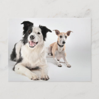 Cartão Postal Collie de borda com chicote