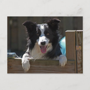Cartão Postal collie de fronteira