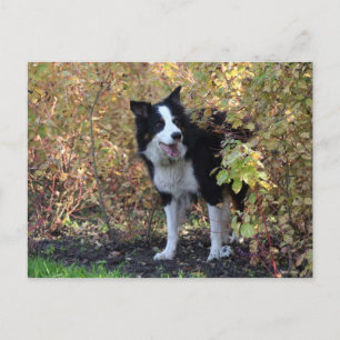 Cartão Postal collie de fronteira