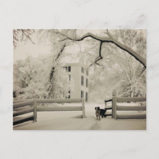 Cartão Postal Collie de fronteira