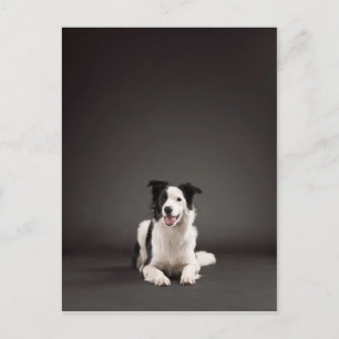 Cartão Postal Collie de fronteira