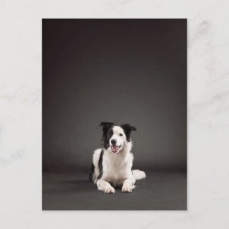 Cartão Postal Collie de fronteira