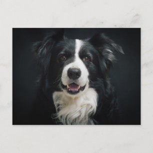 Cartão Postal collie de fronteira