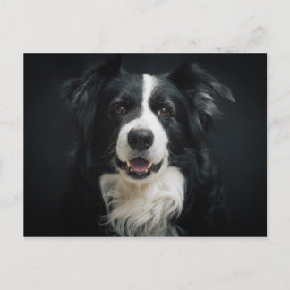 Cartão Postal collie de fronteira
