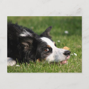 Cartão Postal collie de fronteira