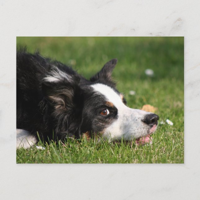 Cartão Postal collie de fronteira (Frente)
