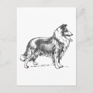 Cartão Postal Collie Dog