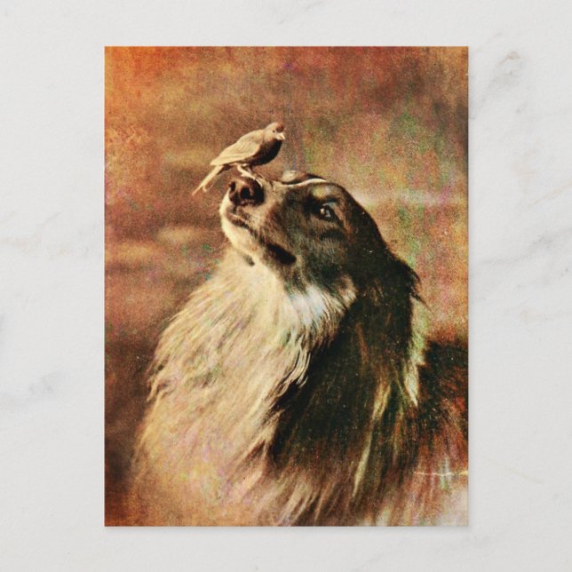 Cartão Postal Collie e Birdie (Frente)