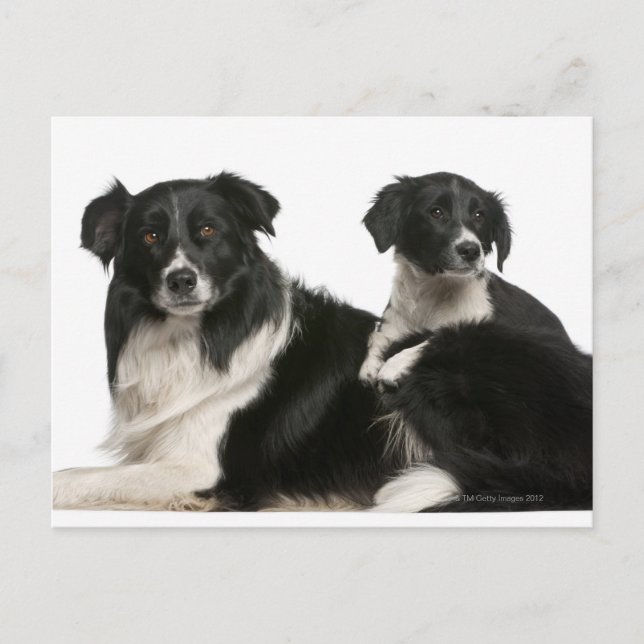 Cartão Postal Collie e filhote da fronteira mãe (Frente)