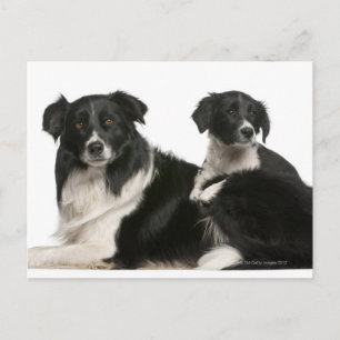 Cartão Postal Collie e filhote da fronteira mãe