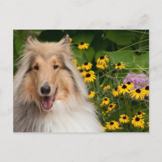 Cartão Postal Collie E Flores
