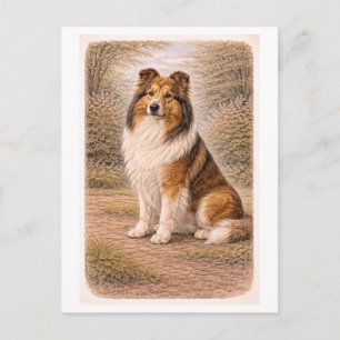 Cartão Postal Collie Estilo Vintage