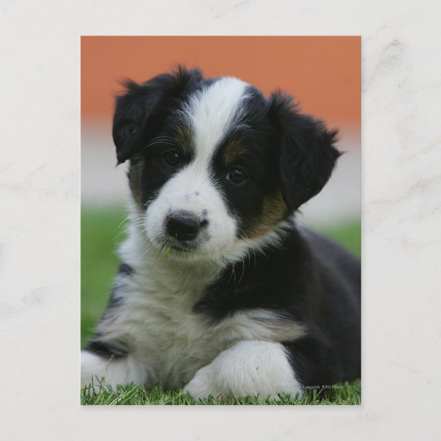 Cartão Postal Collie, Fronteira Antiga de 6 Semanas (Frente)
