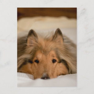Cartão Postal Collie Postcard