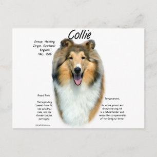 Cartão Postal Collie (sable brut) Design de História