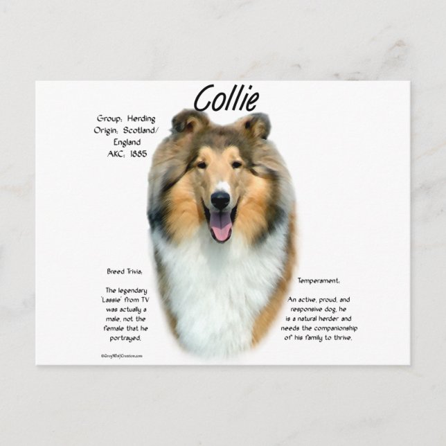 Cartão Postal Collie (sable brut) Design de História (Frente)