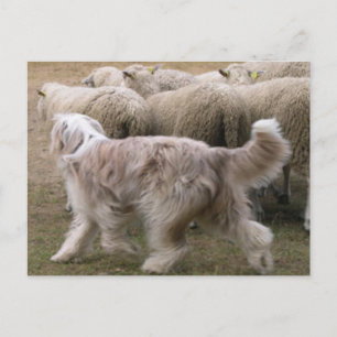 Cartão Postal collie trabalhando com barba.png