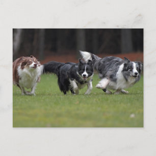 Cartão Postal collies de fronteira trio