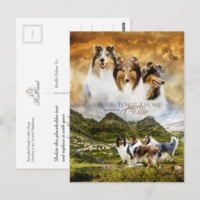 Cartão Postal Collies Retrato & Ovinos Herdados + Cotação - (Frente/Verso)